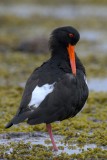 Pied Oystercatcher
