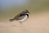 Black-Fronted Dotterel
