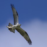 Eastern Osprey