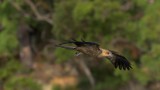Whistling Kite