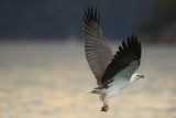 White-Bellied Sea Eagle