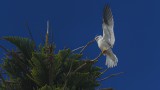 Black-Shouldered Kite