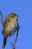 Golden Headed Cisticola