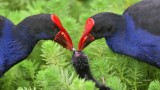 Purple Swamphen