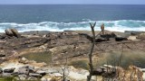 Nankeen Kestrel