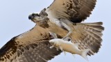 Eastern Osprey
