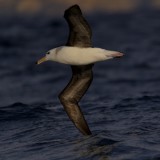 Black-Browed Albatross