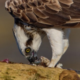 AF-S 600mm f/4 VR