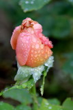 IMG_5179.jpg