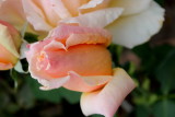 IMG_4973.jpg