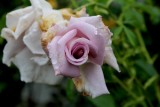 IMG_5034.jpg