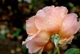 IMG_5054.jpg