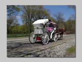Hansom Cab ~ Central Park NYC
