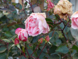 December Rose