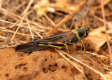5E9A0117.jpg