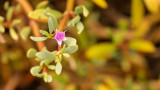 5E9A0410.jpg