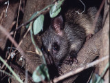 Black-footed Tree Rat Mesembriomys gouldii