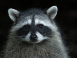 Raccoon