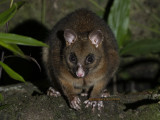Possums and Gliders