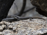 Tree Skink, Egernia striolata