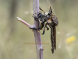 Diptera- flies and their allies