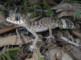 Carphodactylid Geckos (Clawed geckos)