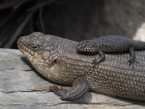 Egernia: Scincidae