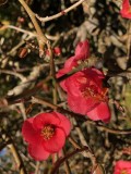 Au fabuleux pays des fleurs, des fruits, des herbes ....