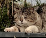 EMILE