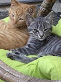 Les chatons de Inky : Denis et Rocky