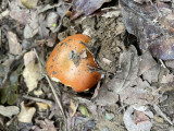 Une pluie dorage a rveill un micellium depuis longtemps endormi