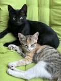 Les kitties3 de Inky