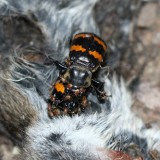 Nicrophorus tomentosus