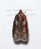 Acleris maculidorsana