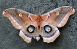 Antheraea polyphemus