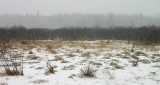Snowstorm in the marsh