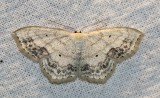 Scopula limboundata