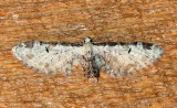 Eupithecia ravocostaliata
