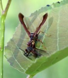 Climaciella brunnea