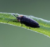 Firefly covered in dew