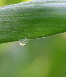 Dew on corn leaf