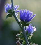 Dew on chicory flowers