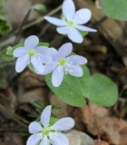 Hepatica (Anemone) americana