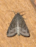 Noctuinae