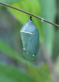 Danaus plexippus (Monarch Butterfly) chrysalis