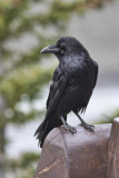 Grand Corbeau<br/>Common Raven