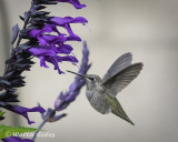 Hummingbird_32719_100400_II_2_CC_AI_Vign_w.jpg