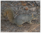 Squirrel MSP 4-3-19 (1) CC AI Frame w.jpg