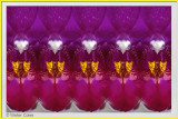 Orchid_Sony_FE_90G_92119_17_Lens_Effects_Frame_w.jpg