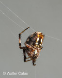 Spider_91619_3_CC_S2_w.jpg